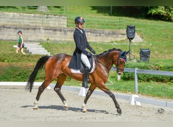 Austriaco, Giumenta, 11 Anni, 168 cm, Baio