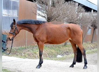 Austriaco, Giumenta, 11 Anni, 172 cm, Baio