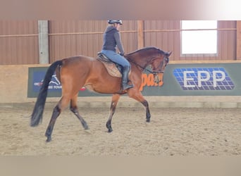 Austriaco, Giumenta, 11 Anni, 172 cm, Baio