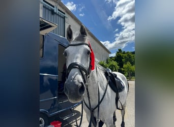 Austriaco, Giumenta, 11 Anni, 173 cm, Grigio