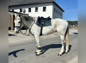 Austriaco, Giumenta, 13 Anni, 170 cm, Grigio