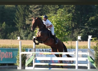 Austriaco, Giumenta, 13 Anni, 172 cm, Baio