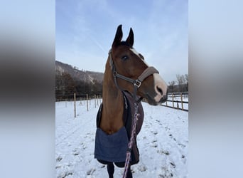 Austriaco, Giumenta, 17 Anni, 174 cm, Baio