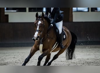 Austriaco, Giumenta, 17 Anni, 174 cm, Baio
