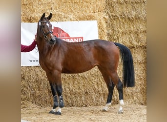 Austriaco, Giumenta, 3 Anni, 165 cm, Baio