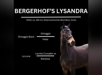 Austriaco, Giumenta, 3 Anni, 165 cm, Baio nero