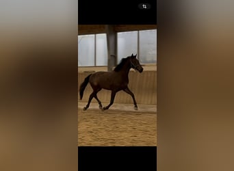 Austriaco, Giumenta, 3 Anni, 167 cm, Baio