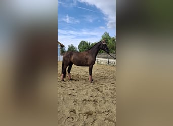 Austriaco, Giumenta, 3 Anni, 167 cm, Morello