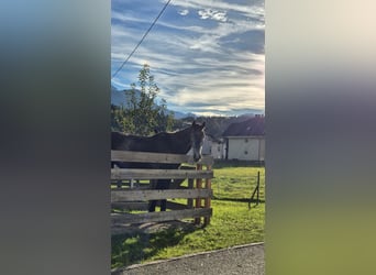 Austriaco, Giumenta, 3 Anni, 170 cm, Grigio pezzato