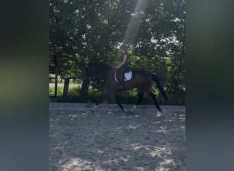 Austriaco, Giumenta, 3 Anni, Baio scuro