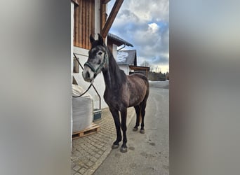 Austriaco, Giumenta, 4 Anni, 165 cm, Grigio pezzato