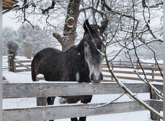 Austriaco, Giumenta, 4 Anni, 165 cm, Grigio pezzato