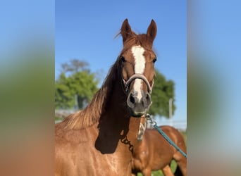 Austriaco, Giumenta, 4 Anni, 165 cm, Sauro