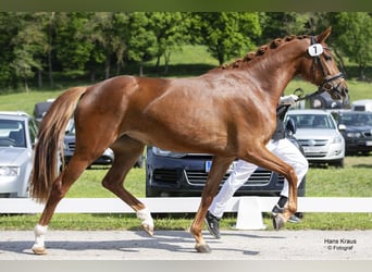 Austriaco, Giumenta, 4 Anni, 165 cm, Sauro scuro