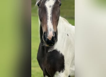 Austriaco, Giumenta, 4 Anni, 168 cm, Pezzato