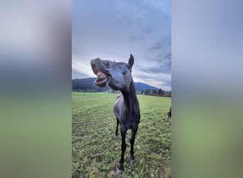 Austriaco, Giumenta, 4 Anni, 170 cm, Grigio pezzato