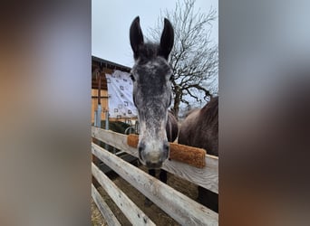 Austriaco, Giumenta, 4 Anni, 170 cm, Grigio pezzato