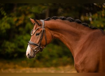 Austriaco, Giumenta, 5 Anni, 165 cm, Baio
