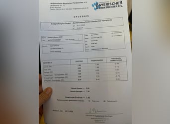 Austriaco, Giumenta, 5 Anni, 167 cm, Baio