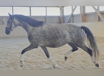 Austriaco, Giumenta, 5 Anni, 167 cm, Grigio