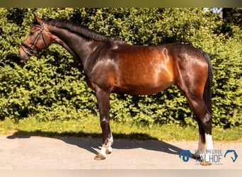 Austriaco, Giumenta, 5 Anni, 172 cm, Baio