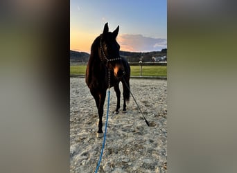 Austriaco, Giumenta, 5 Anni, Baio scuro