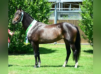Austriaco, Giumenta, 6 Anni, 160 cm, Baio scuro