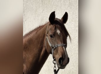 Austriaco, Giumenta, 6 Anni, 166 cm, Sauro