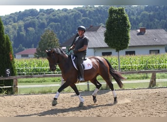 Austriaco, Giumenta, 6 Anni, 167 cm, Baio