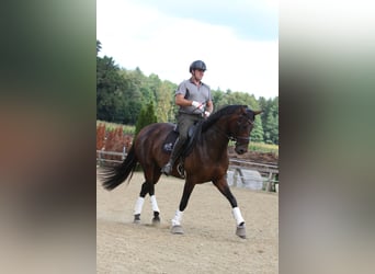 Austriaco, Giumenta, 6 Anni, 167 cm, Baio