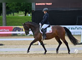 Austriaco, Giumenta, 6 Anni, 167 cm, Baio