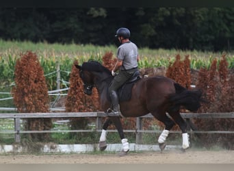 Austriaco, Giumenta, 6 Anni, 167 cm, Baio