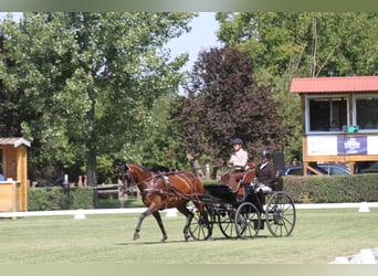 Austriaco, Giumenta, 6 Anni, 167 cm, Baio