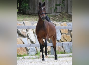 Austriaco, Giumenta, 6 Anni, 168 cm, Baio scuro