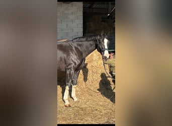 Austriaco, Giumenta, 6 Anni, 170 cm, Morello