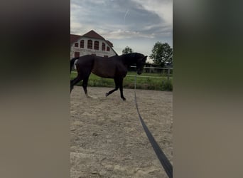 Austriaco, Giumenta, 6 Anni, 176 cm, Baio scuro