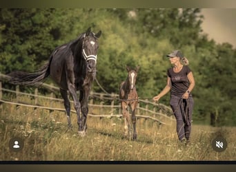 Austriaco, Giumenta, 7 Anni, 170 cm, Baio nero