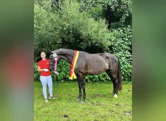 Austriaco, Giumenta, 7 Anni, 170 cm, Baio nero