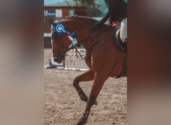 Austriaco, Giumenta, 7 Anni, 172 cm, Baio