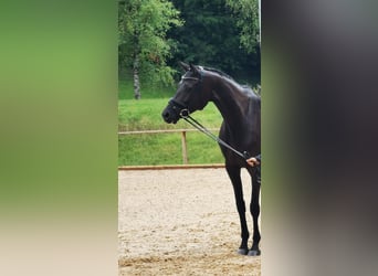 Austriaco, Giumenta, 7 Anni, 172 cm, Baio nero