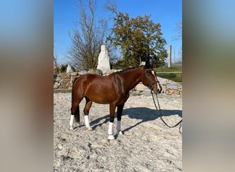 Austriaco, Giumenta, 7 Anni, Baio