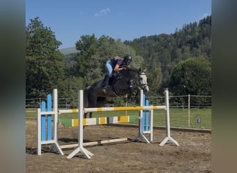 Austriaco, Giumenta, 8 Anni, 167 cm, Grigio