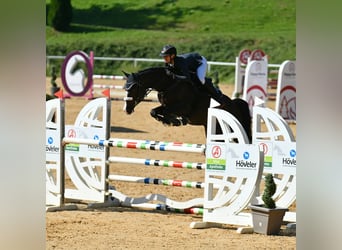 Austriaco, Giumenta, 9 Anni, 162 cm, Baio scuro