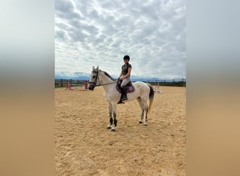 Austriaco, Giumenta, 9 Anni, 169 cm, Grigio rossastro