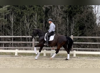 Austriaco, Giumenta, 9 Anni, 172 cm, Morello