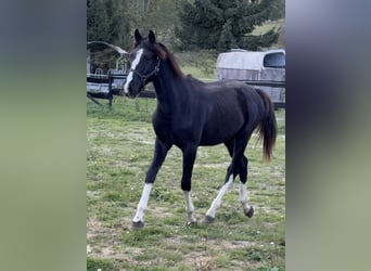 Austriaco, Stallone, 1 Anno, 166 cm, Morello