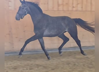 Austriaco, Stallone, 2 Anni, 172 cm, Grigio