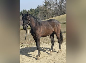 Austriaco, Stallone, 2 Anni, Grigio