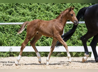 Austriaco, Stallone, 2 Anni, Sauro