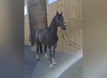 Austriaco, Stallone, 3 Anni, 165 cm, Baio scuro